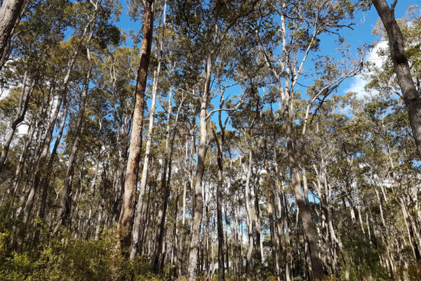 Jarrah Grove Forest Retreat Trees